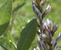 שורש סוכר אדום (Radix glycyrrhiza) - Glycyrrhiza glabra (var. Red)
