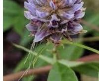 שוש קרח (גליציריזה) - Glycyrrhiza uralensis