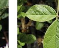 ליקוריץ סיני - Glycyrrhiza uralensis (Chinese)
