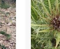 עלי עכובית הגלגל - Gundelia tournefortii (leaves)