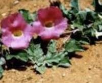 ציפורן השטן (הרפגו) - Harpagophytum procumbens