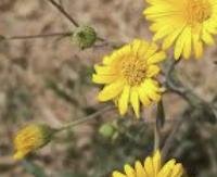 ארניקה מקסיקנית - Heterotheca inuloides