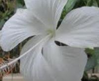 היביסקוס לבן - Hibiscus rosa-sinensis alba