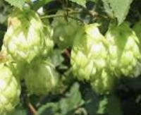 לוזית רפואית (המריל) - Humulus lupulus (Hops)