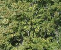 מאטה - Ilex paraguariensis