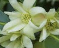 שמיר כוכבי - Illicium anisatum