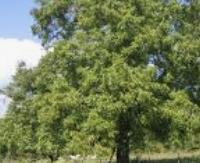 אגוז מלך - Juglans regia