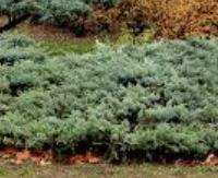 ערער - Juniperus communis