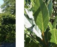 עלי דפנה - Laurus nobilis