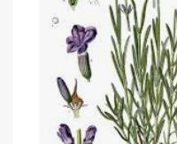 לבנדר - Lavandula angustifolia