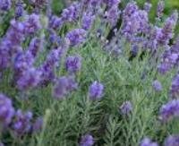 פרחי לבנדר מפולין - Lavandula intermedia