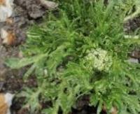 שורש מאקה - Lepidium meyenii