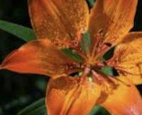 שושן צהוב (ליליום צהוב) - Lilium bulbiferum