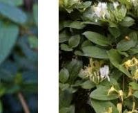 יערה יפנית - Lonicera japonica