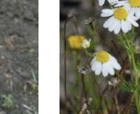 קמומיל - Matricaria chamomilla