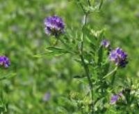 גד השדה (אלפלפה) - Medicago sativa