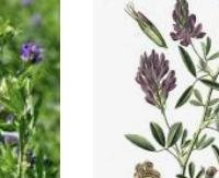 אספסת - Alfalfa (Medicago sativa)