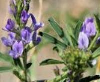 אספסת כחולה - Medicago sativa (Blue variety)