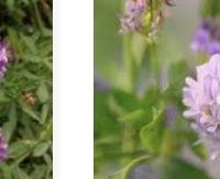 גד השדה ורוד - Medicago sativa (pink variety)