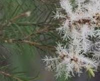 שמן עץ התה - Melaleuca alternifolia