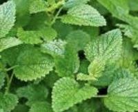 מליסה - Melissa officinalis