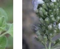 זוטה לבנה - Micromeria fruticosa