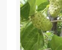עלי מטע (Noni leaves) - Morinda citrifolia (leaves)