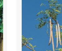 מורינגה - Moringa oleifera