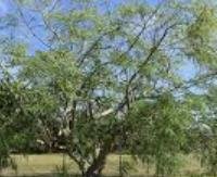 מורינגה סטנופטרה - Moringa stenopetala