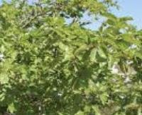 עלי תות - Morus alba