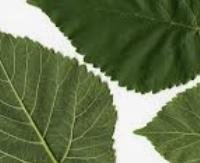 עלי תות שחור - Morus nigra (leaves)
