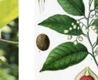 אגוז מוסקט - Myristica fragrans