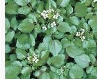 גרגר הנחלים - Nasturtium officinale