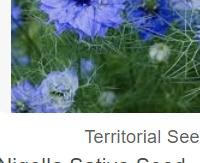 קלמיג'י (שחור קימל) - Nigella sativa
