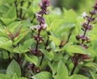בזיליקום - Ocimum basilicum