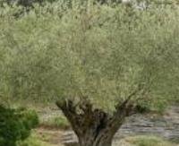 עלי זית - Olea europaea