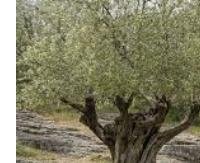 עלה זית בר - Olea europaea sylvestris
