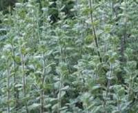 אזוב (זעתר) - Origanum syriacum