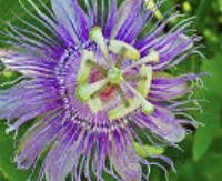 פסיפלורה - Passiflora incarnata
