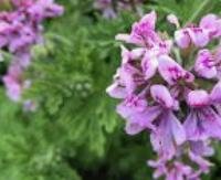 גרניום ריחני - Pelargonium graveolens