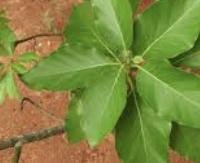 פרסיאה אמריקאית (אבוקדו - עלים) - Persea americana (leaves)