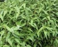 כוסברת וייטנאם (פוליגונום ריחני) - Persicaria odorata (Polygonum odoratum)