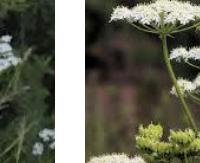 אניס - Pimpinella anisum