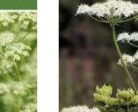 זרעי אניס ירוקים - Pimpinella anisum (green)