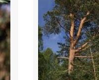 אורן - Pinus sylvestris
