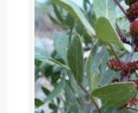 אלת המסטיק - Pistacia lentiscus