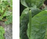 פלנטיין (לחך רחב עלים) - Plantago major