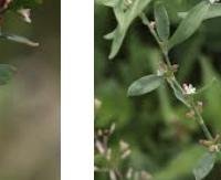 ארכובית הציפורים - Polygonum aviculare