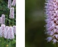 ארכובית הצבים - Polygonum bistorta