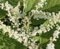 פוליגון יפני (ריישי יפני) - Polygonum cuspidatum